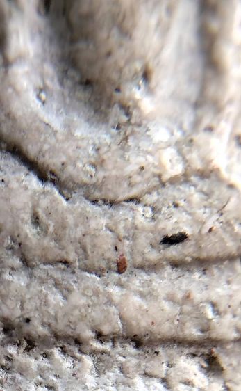 พระสมเด็จ วัดระฆัง บางขุนพรหม วัดเกศไชโย หลวงปู่ภู หลวงปู่นาค รูปที่ 10