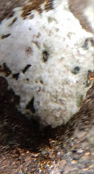 พระสมเด็จ วัดระฆัง บางขุนพรหม วัดเกศไชโย หลวงปู่ภู หลวงปู่นาค รูปที่ 2