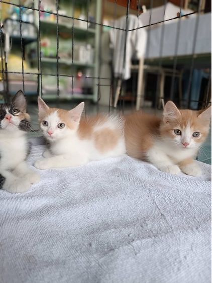 ขายลูกแมวเปอร์เซียผสมครับ รูปที่ 2