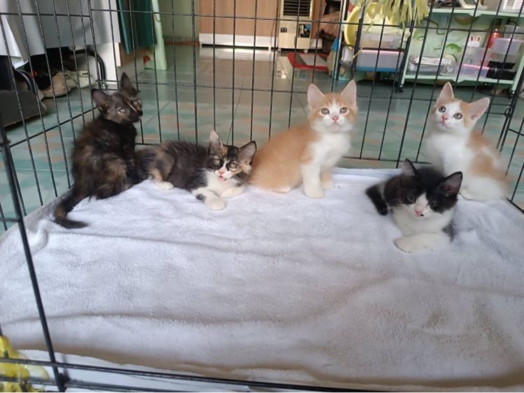 ขายลูกแมวเปอร์เซียผสมครับ