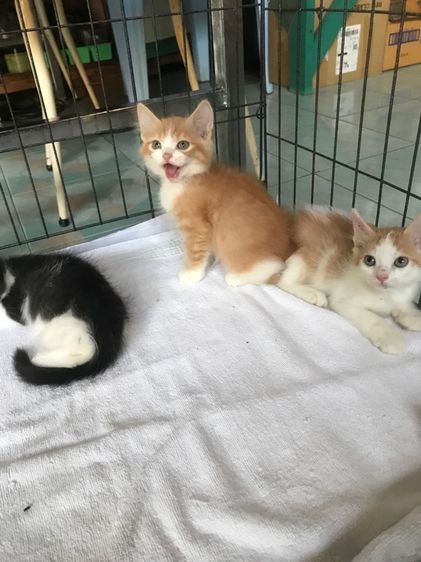 ขายลูกแมวเปอร์เซียผสมครับ รูปที่ 4