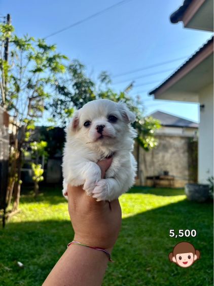 ชิวาวาไซด์เล็ก  รูปที่ 4