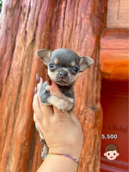 ชิวาวา (Chihuahua) ชิวาวาไซด์เล็ก 