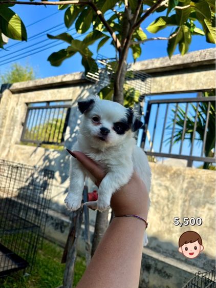 ชิวาวาไซด์เล็ก  รูปที่ 3