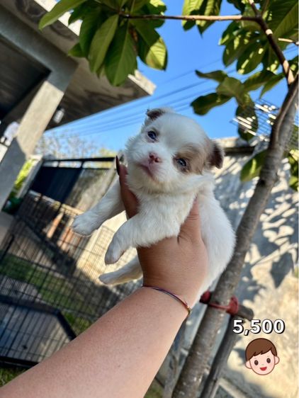 ชิวาวาไซด์เล็ก  รูปที่ 2