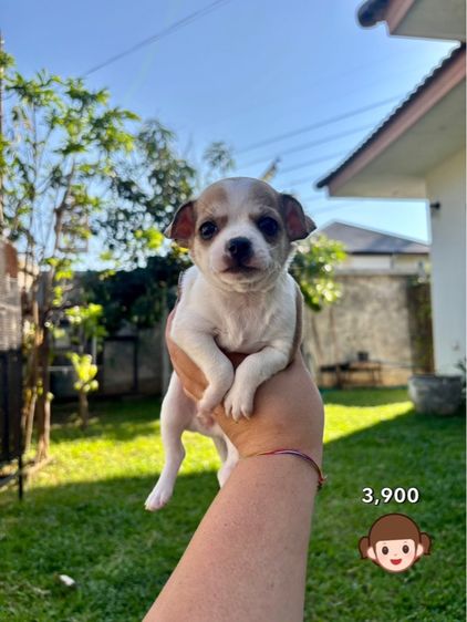 ชิวาวาไซด์เล็ก  รูปที่ 5