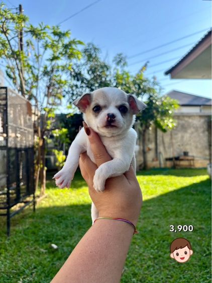 ชิวาวาไซด์เล็ก  รูปที่ 6