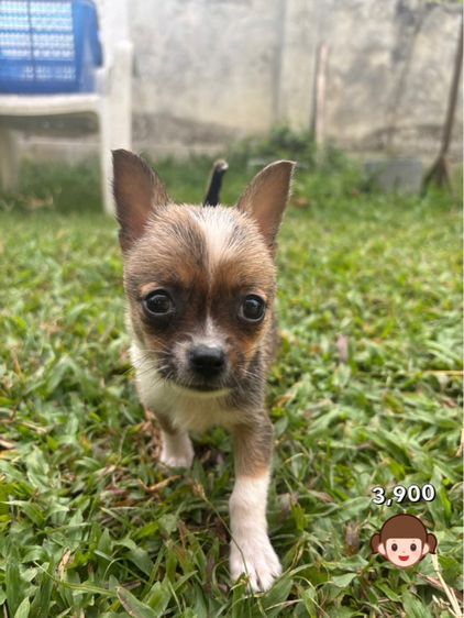 ชิวาวาไซด์เล็ก  รูปที่ 7