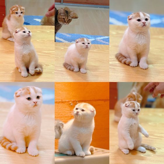 ลูกแมวสก๊อตติชโฟลด์ รูปที่ 3