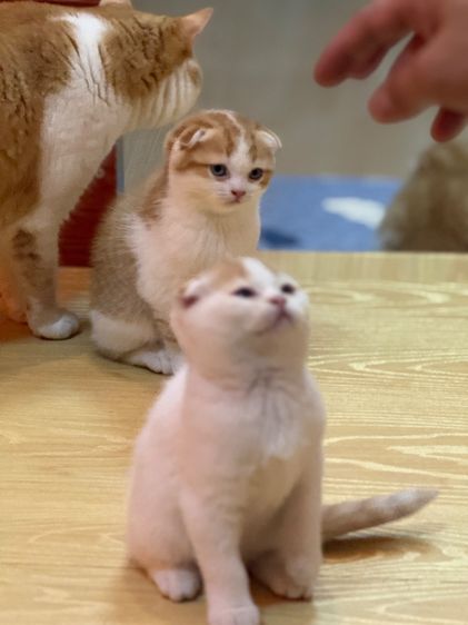 ลูกแมวสก๊อตติชโฟลด์ รูปที่ 9