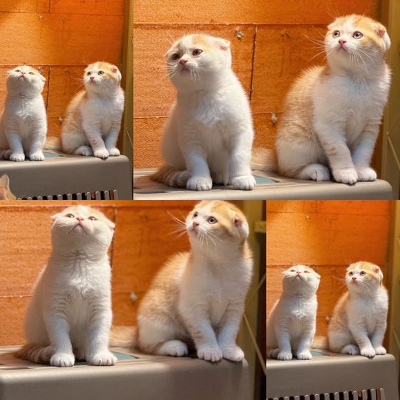 ลูกแมวสก๊อตติชโฟลด์ รูปที่ 4