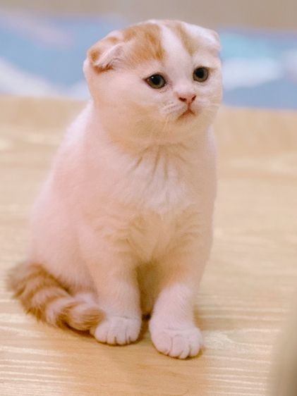 ลูกแมวสก๊อตติชโฟลด์ รูปที่ 6