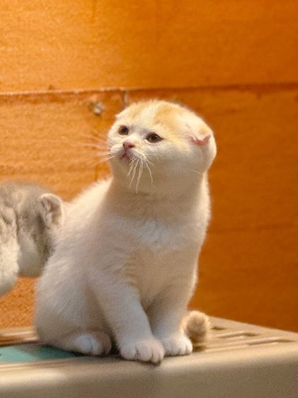 ลูกแมวสก๊อตติชโฟลด์ รูปที่ 5