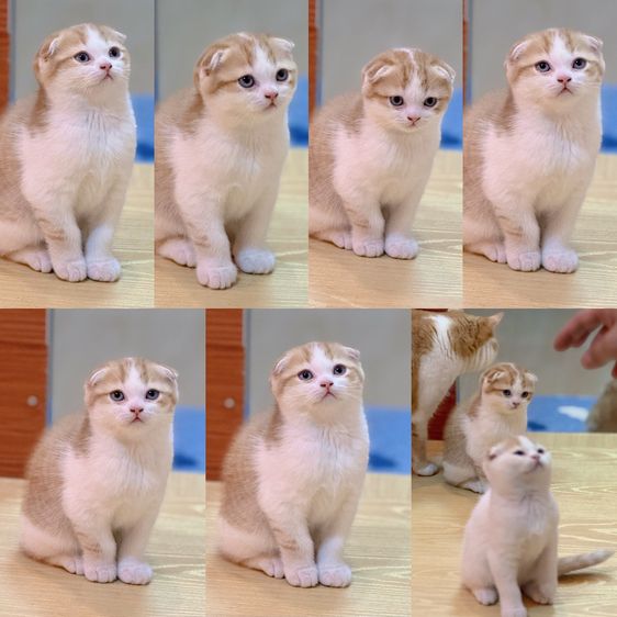 ลูกแมวสก๊อตติชโฟลด์ รูปที่ 2