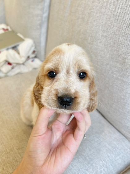 ช3 ญ3 รูปที่ 4