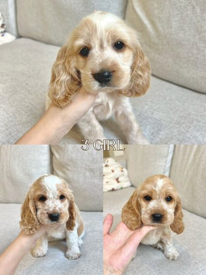 ช3 ญ3 รูปที่ 2