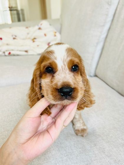 ช3 ญ3 รูปที่ 7