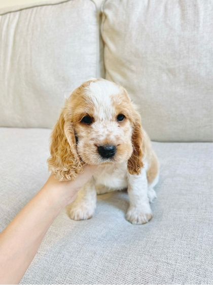 ช3 ญ3 รูปที่ 6