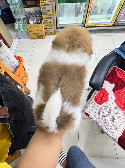 ลูกสุนัข ชิสุ รูปที่ 3