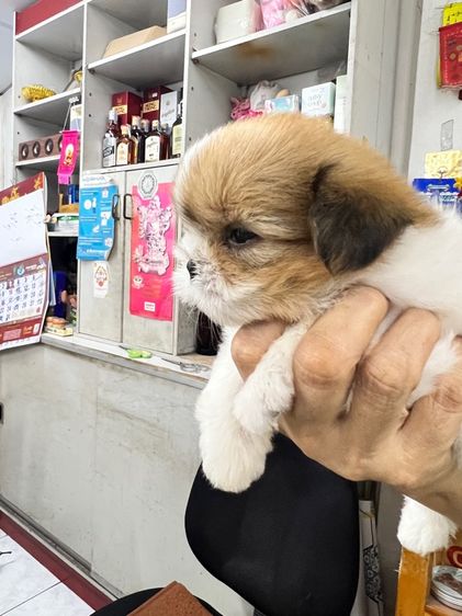 ลูกสุนัข ชิสุ รูปที่ 4