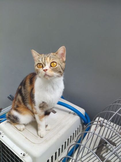 แมวสก๊อตติสโฟล์ด รูปที่ 5