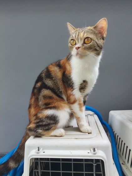 แมวสก๊อตติสโฟล์ด รูปที่ 7