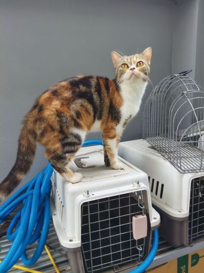 แมวสก๊อตติสโฟล์ด รูปที่ 4