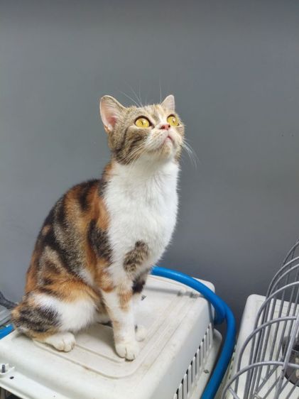 แมวสก๊อตติสโฟล์ด รูปที่ 3