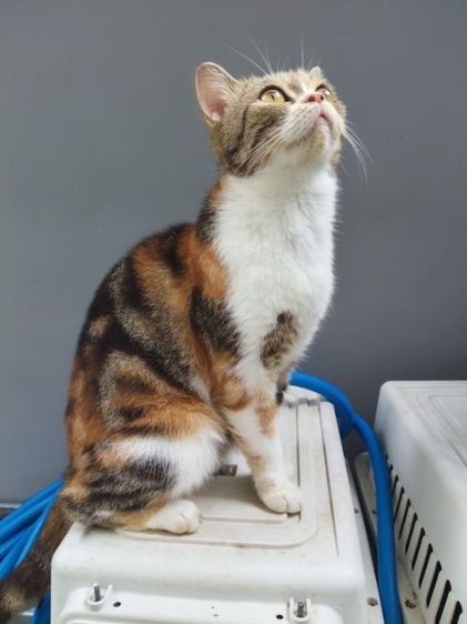 แมวสก๊อตติสโฟล์ด รูปที่ 11