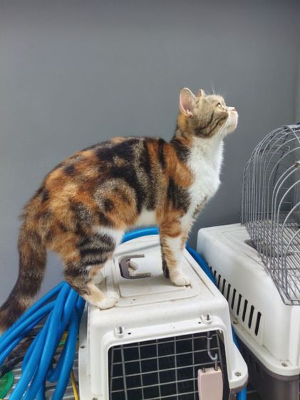 สก็อตติช โฟลด์ (Scottish Fold) แมวสก๊อตติสโฟล์ด