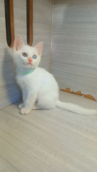 แมวขาวมณีตาสองสี เพศผู้ คะวัคซีนแล้ว1เข็มก่อนย้ายตรวจหัดแมวฟรีรับประกันเอดส์แมวกับรูคีเมียคะ