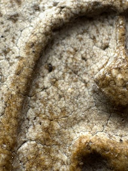 พระสมเด็จระฆังพิมพ์ใหญ่หลวงวิจารณ์ ส่งตามรูป (35) รูปที่ 5