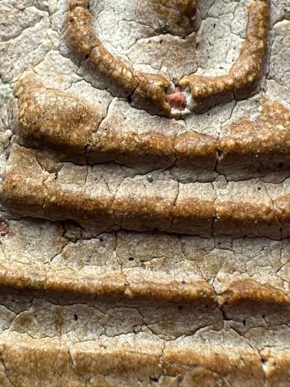 พระสมเด็จวัดระฆังพิมพ์ใหญ่ หลังตาฉัตรร.4 ส่งตามรูป (39) รูปที่ 7