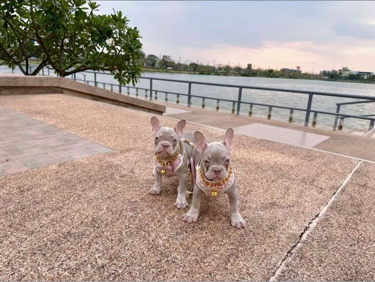 เฟรนบลูด็อก หญิง อิสเบลล่าแทนนิวเฉด รูปที่ 7