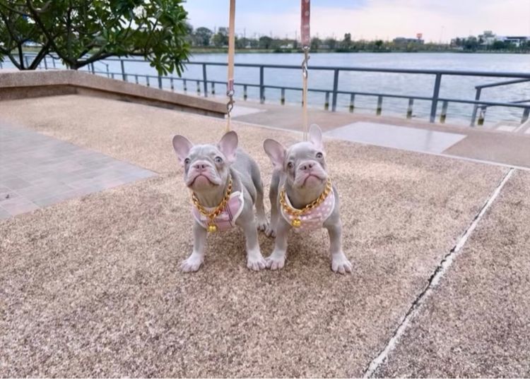 เฟรนบลูด็อก หญิง อิสเบลล่าแทนนิวเฉด รูปที่ 18