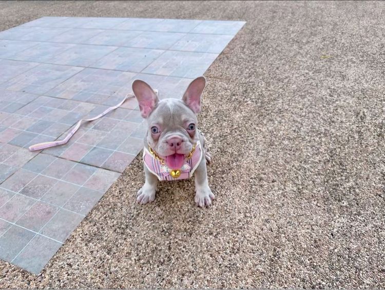 เฟรนบลูด็อก หญิง อิสเบลล่าแทนนิวเฉด รูปที่ 15