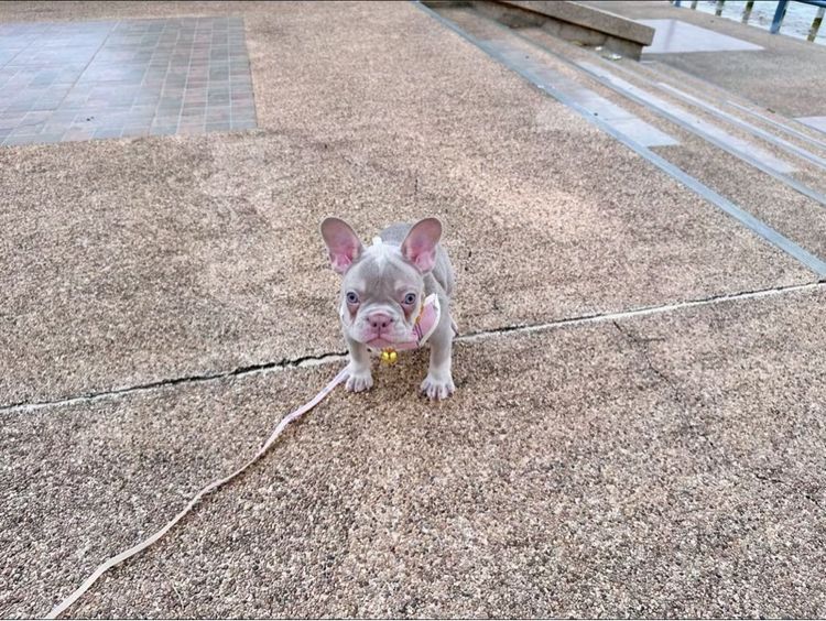 เฟรนบลูด็อก หญิง อิสเบลล่าแทนนิวเฉด รูปที่ 12