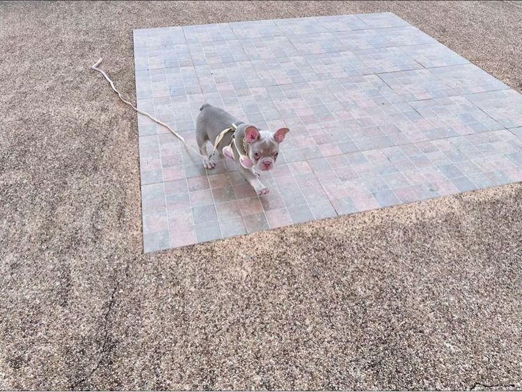 เฟรนบลูด็อก หญิง อิสเบลล่าแทนนิวเฉด รูปที่ 13