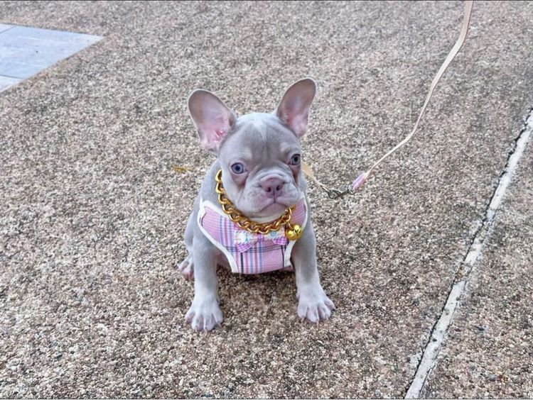 เฟรนบลูด็อก หญิง อิสเบลล่าแทนนิวเฉด รูปที่ 9