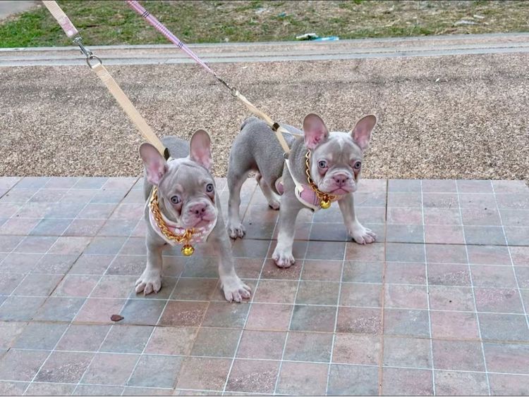 เฟรนบลูด็อก หญิง อิสเบลล่าแทนนิวเฉด รูปที่ 6