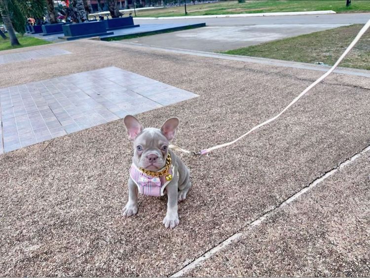 เฟรนบลูด็อก หญิง อิสเบลล่าแทนนิวเฉด รูปที่ 10