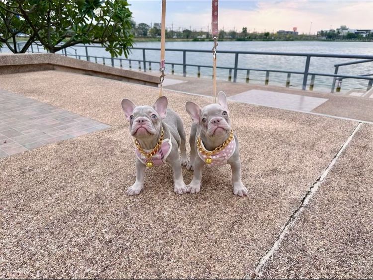 เฟรนบลูด็อก หญิง อิสเบลล่าแทนนิวเฉด