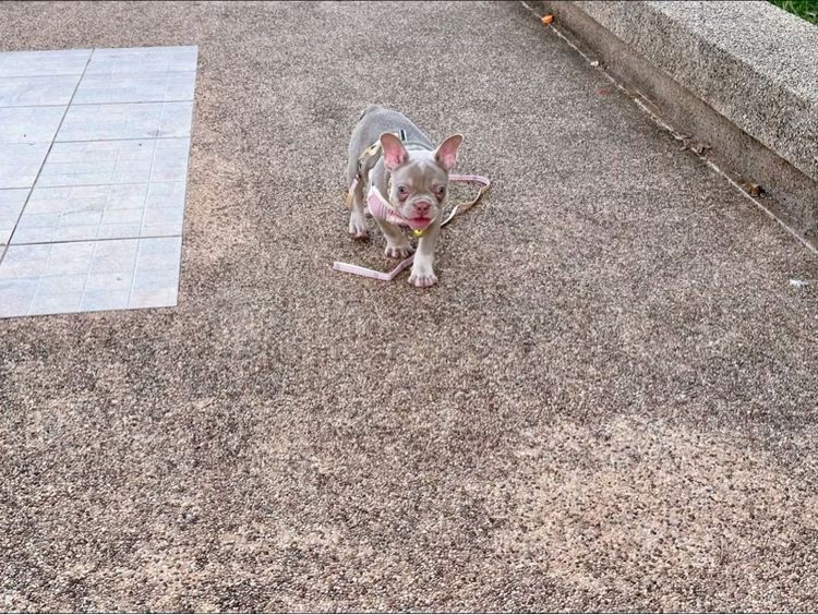 เฟรนบลูด็อก หญิง อิสเบลล่าแทนนิวเฉด รูปที่ 17