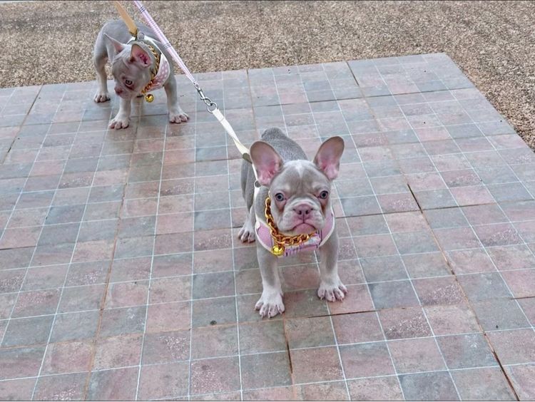 เฟรนบลูด็อก หญิง อิสเบลล่าแทนนิวเฉด รูปที่ 5