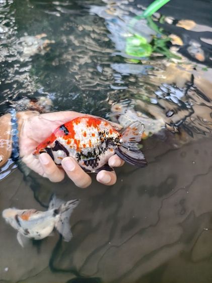 ปลาทอง ริวกิ้น เหมา 9 ตัว รูปที่ 7