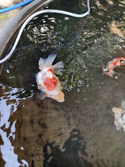 ปลาทอง ริวกิ้น เหมา 9 ตัว รูปที่ 6