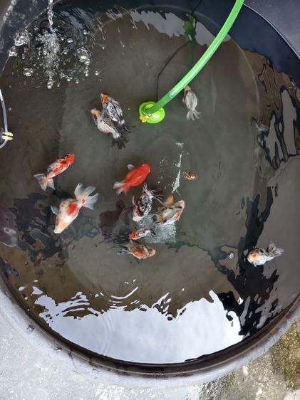 ปลาทอง ริวกิ้น เหมา 9 ตัว รูปที่ 4