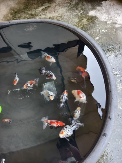 ปลาทอง ริวกิ้น เหมา 9 ตัว