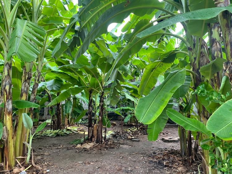 ที่ดิน รูปที่ 3