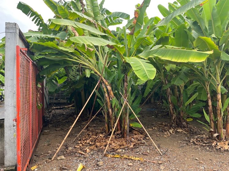 ที่ดิน รูปที่ 4